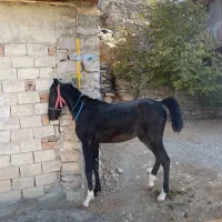 کره اسب ۱۷ماه شجره دار نوه ی شورش شریف