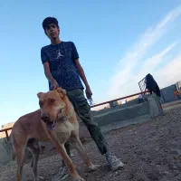 سگ سرابی|سگ|شهر بابک, |دیوار