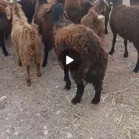 بره نر