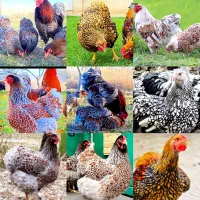 فروش جوجه یک ماهه ویاندوتهای بیگسایز سهمنظوره