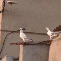 کفتر|پرنده|شیروان (خراسان), |دیوار