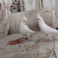 عروس هلندی آلبینو و لوتینو