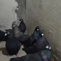فروشی کبوتر سیاه و کله زرد