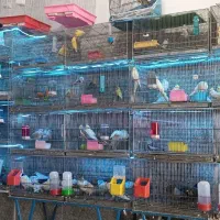 پرنده سرای طاووس بار رسید
