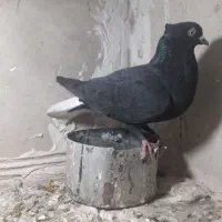 دم سفید ماده|پرنده|مشهد, تبادکان|دیوار