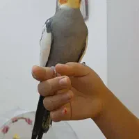 عروس هلندی سخنگو پرنده جفت عروس مست