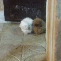 خرگوش لوپ|موش و خرگوش|ملایر, |دیوار