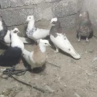 تعدادی کبوتر