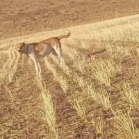 ماده دو ساله گوسفندی