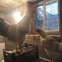 مرغ وخروس|حیوانات مزرعه|کنگاور, |دیوار