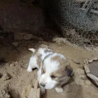 سگ پاپی|سگ|زاوه, |دیوار