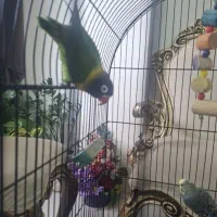 طوطی کوتوله برزیلی بالغ دستی