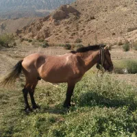 فروش فوری اسب|اسب و تجهیزات اسبسواری|گرگان, |دیوار