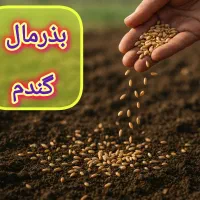 بذر مال تخصصی گندم