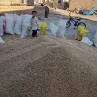 کشاورزی نمونه گندم