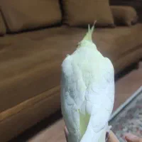 جوجه عروس هلندی|پرنده|پرند, فاز ۰|دیوار