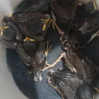 جوجه مینا
