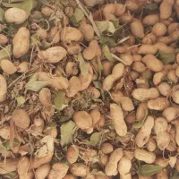 بادام زمینی خوراک دام و انسان|حراج|سرپل ذهاب, |دیوار