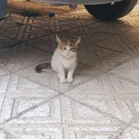 گربه