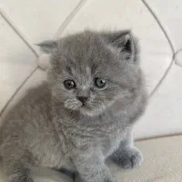 اسکاتیش بریتیش های بلو رنگ|گربه|تهران, شهران شمالی|دیوار