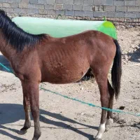 اسب|اسب و تجهیزات اسبسواری|مرودشت, نقش رستم|دیوار