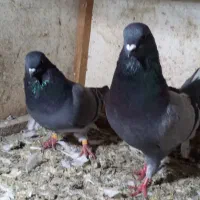 کبوتر جفتی|پرنده|سیاهکل, |دیوار