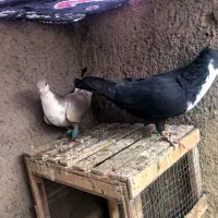 کبوتر رنگه(جفتگاه)|پرنده|مشهد, شهید بهشتی|دیوار