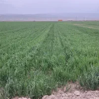 زمین دیم اجاره ای ۵۰۰ هکتار در بهتر اب و هوای قوچا|اجارهٔ دفتر صنعتی، کشاورزی، تجاری|آبکوه, |دیوار