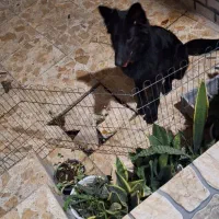سگ ژرمن بلک