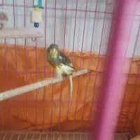 قناری نر و ماده|پرنده|اراک, |دیوار