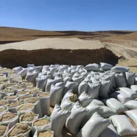 خریدار کاە گندم|خدمات باغبانی و درختکاری|دهگلان, |دیوار