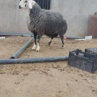 بره قوچ کله عروس