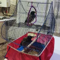 فروش مرغ مینا