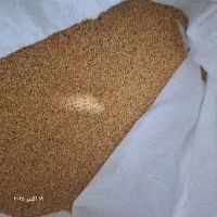 فروش بذر تره وارزن|خدمات باغبانی و درختکاری|مبارکه, |دیوار