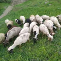 فروش چند عدد نر کاوی واسه عید قربان