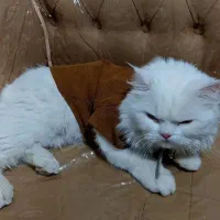 گربه اسکاتیش پرشین نر|گربه|نیشابور, ده حلاج|دیوار