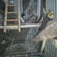 عروس هلندی با جوجه|پرنده|تهران, شهرک طالقانی|دیوار