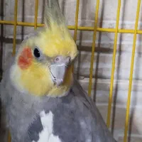 عروس هلندی نر|پرنده|گرگان, |دیوار
