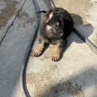 سگ ژرمن ۳ ماهه|سگ|شریف‌آباد, |دیوار