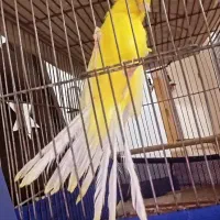 قناری رسمی بلند|پرنده|برخوار, |دیوار