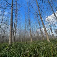 فروش زمین ۲۱۷۵۶ متر نزدیک خیابان اصلی|فروش زمین و ملک کلنگی|رشت, فخب|دیوار