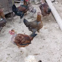 مرغ محلی|حیوانات مزرعه|پاتاوه, |دیوار