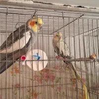 عروس مولد و دستی|پرنده|شاهرود, |دیوار