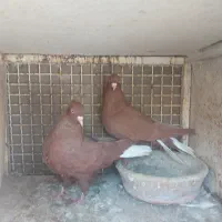 کبوتر|پرنده|مرودشت, شهرک مهدیه|دیوار