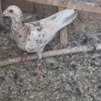 کفتر یا کبوتر