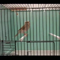 قناری نر قرص بخون|پرنده|رودهن, |دیوار