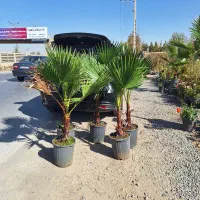 پالم تنه دار گلدان باغ باغچه|خدمات باغبانی و درختکاری|شاهینشهر, شهرک سایت|دیوار