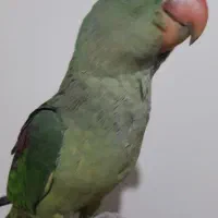 جوجه شاه طوطی فوق دستی