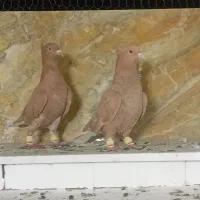 کفتر‌پرنده‌دمسفید