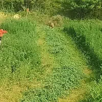 فروش گل یونجه